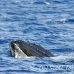 whale_humpback_h_00856_dom2982.jpg